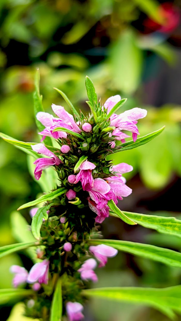why-choose-us Close-up of a blooming motherwort flower, showcasing pink blossoms and lush green leaves.